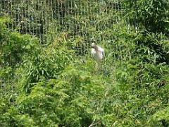 101PARC AUX OISEAUX DANS L AIN 2016 2_000037